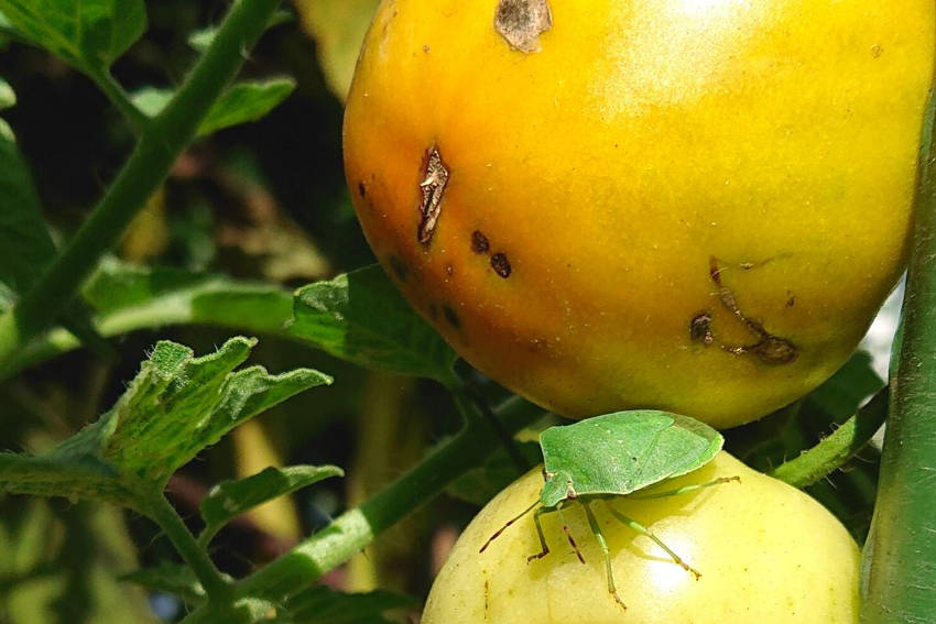 Adult bug with Damaged tomato